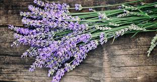plant de lavande anglaise