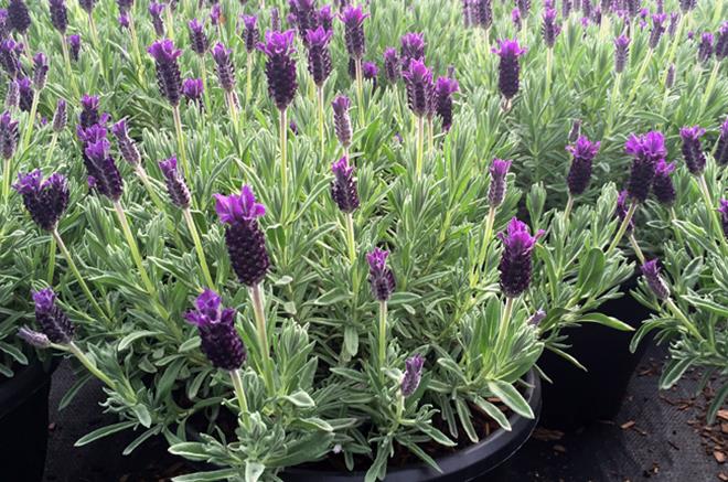plant Lavande espagnol