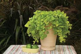 lysimachia gold luck