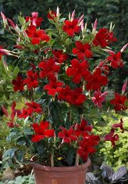 mandeville rouge pot avec treillis