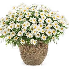 argyranthemum pure white butterfly