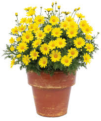 argyranthemum golden butterfly