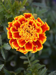 marygold gold red