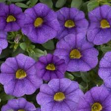 calibrachoa unique bleu