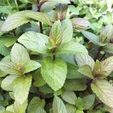 plant de menthe chocolat