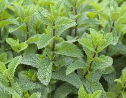 plant de menthe mojitos