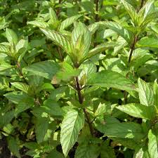 plant de menthe poivrée