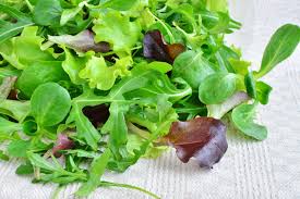 laitue mesclun