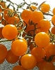 plant de tomate mini orange candyland