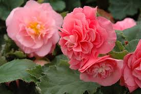 bégonia non stop rose