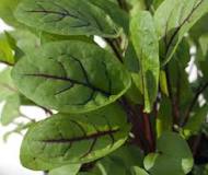 plant d'oseille