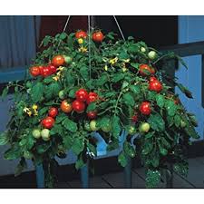 plant de tomate cerise rouge en panier suspendu