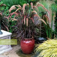 penissetum rubrum pot de 5 pouces