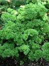 plant de persil frisé