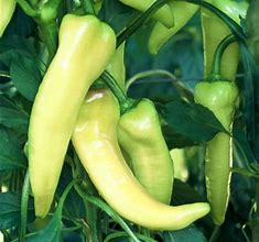 plant de poivron banane doux