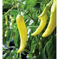 boite de 4 plant de poivron banane jaune