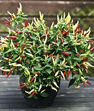plant de piment basket of fire