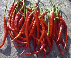 plant de piment cayenetta