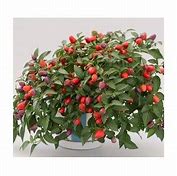 plant de piment loco
