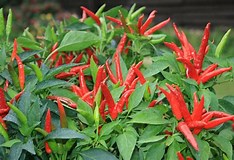 plant de piment super chili