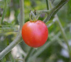 plant de tomate pink ice