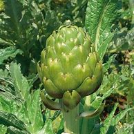 plant d'artichaud
