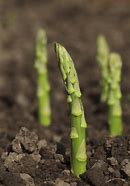plant d'asperge