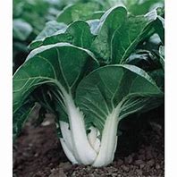 plant de bok choy