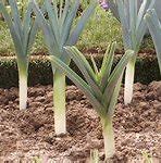 plant de poireaux