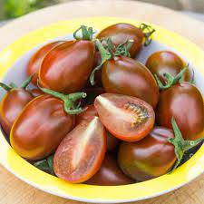 plant de tomate poire chocolat