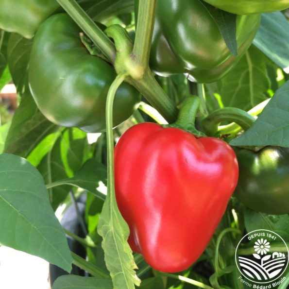 plant de poivron snackabelle