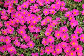 pourpier fushia