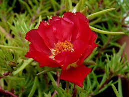 pourpier rouge
