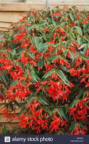 bégonia million kiss rouge pot de 10 pouces