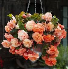 bégonia illumination salmon pink pot de 10 pouces