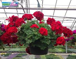 géranium dark red pot de 10 pouces