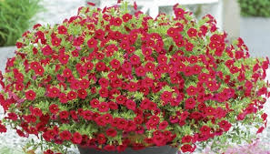 million bells rouge pot de 10 pouces