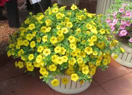 million bells jaune pot de 10 pouces