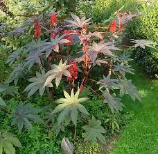 Ricin rouge