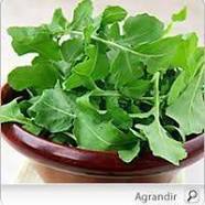 plant de roquette