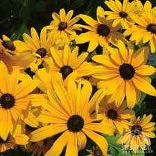 rudbeckie indian summer