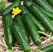 plant de concombre salad crop