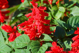 salvia salsa rouge