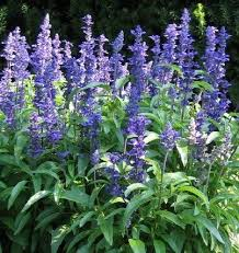 salvia victoria bleu
