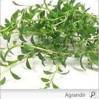 plant de sariette