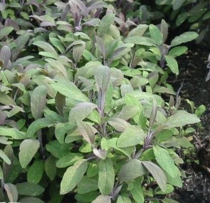 plant de sauge pourpre