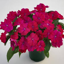 sunspatient magenta