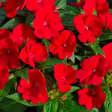 sunspatient rouge