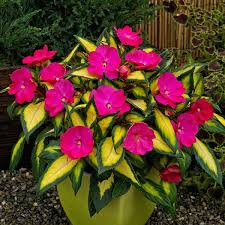 sunspatient tropical rose