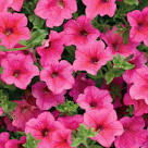 surfinia brillant pink